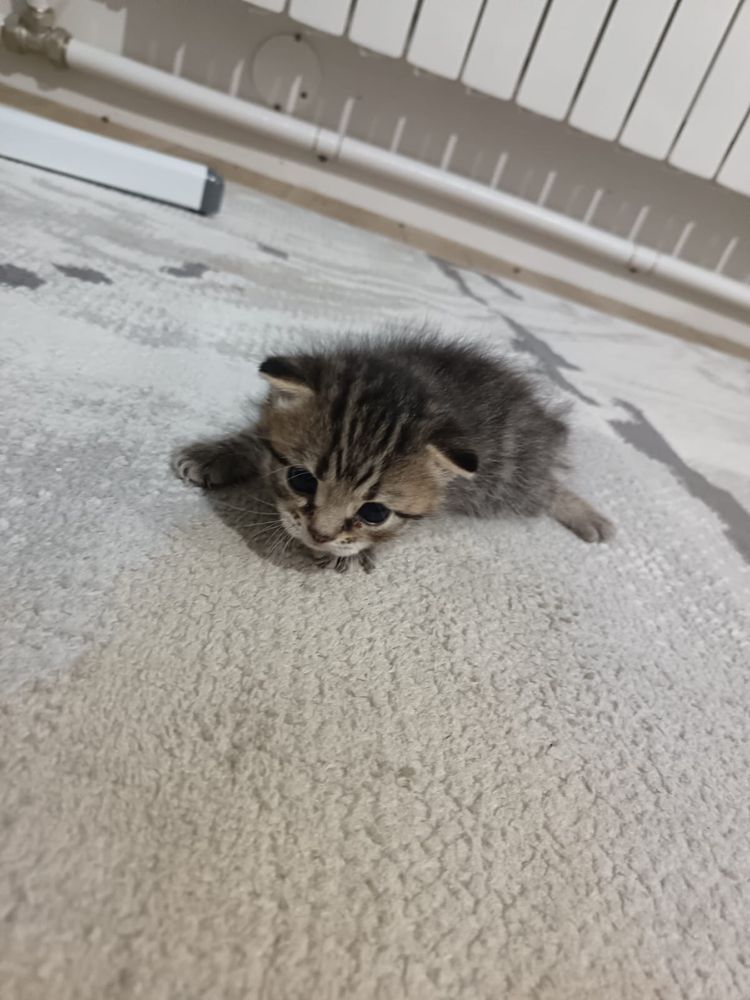 Продам котят , красивые умные