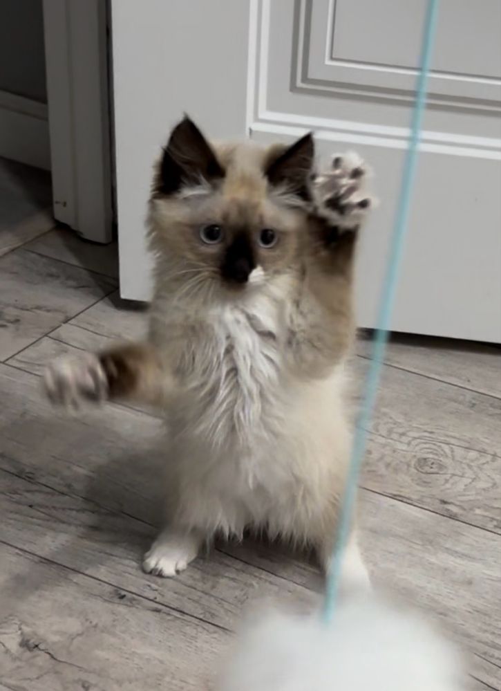 кошка породистая