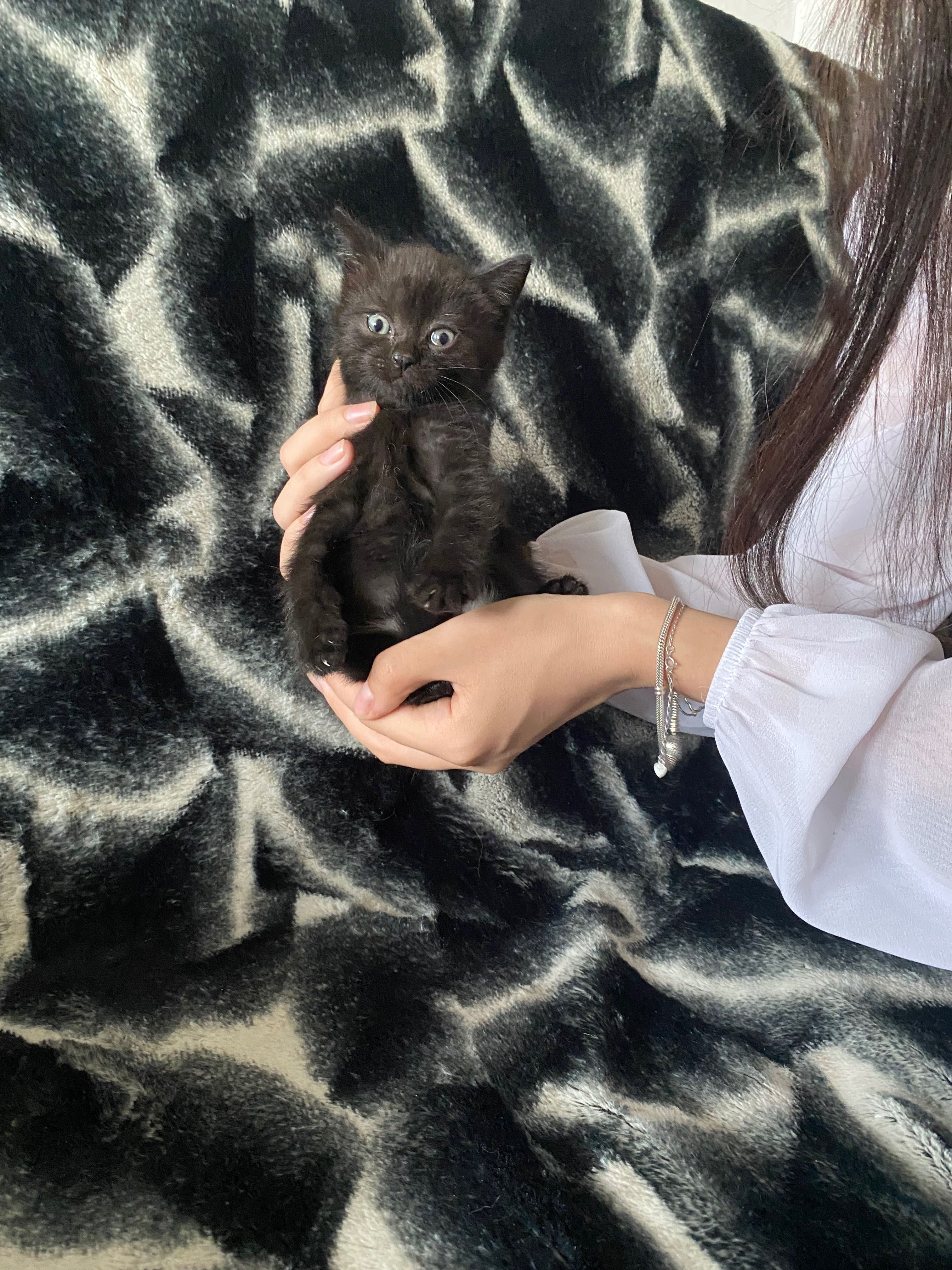 Отдам котят в добрые руки