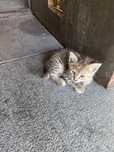 Отдам котят даром