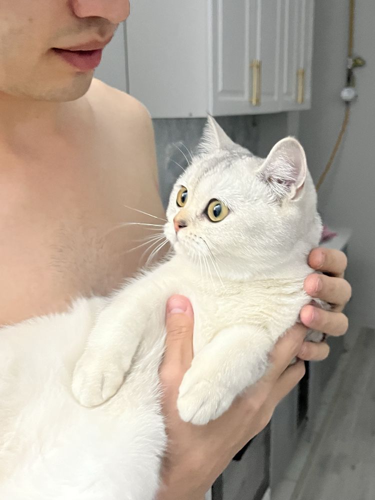 Продается кошка британская шиншилла