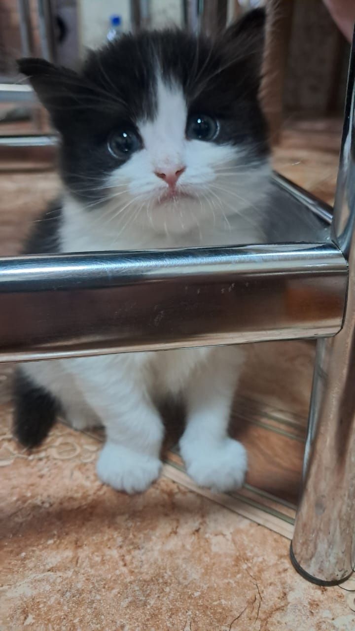 Отдам маленькую красивую кошечку