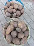 Продам картофель