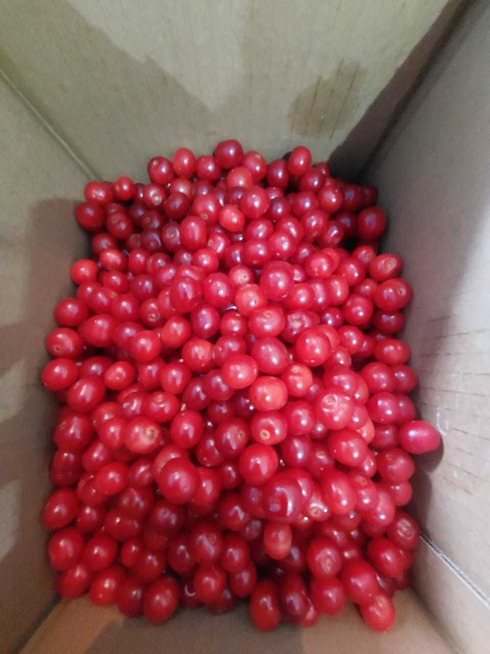 Продаем домашнюю вишню
