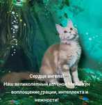 Котята Мейнкуны и Полидакты с документами, разных цветов.