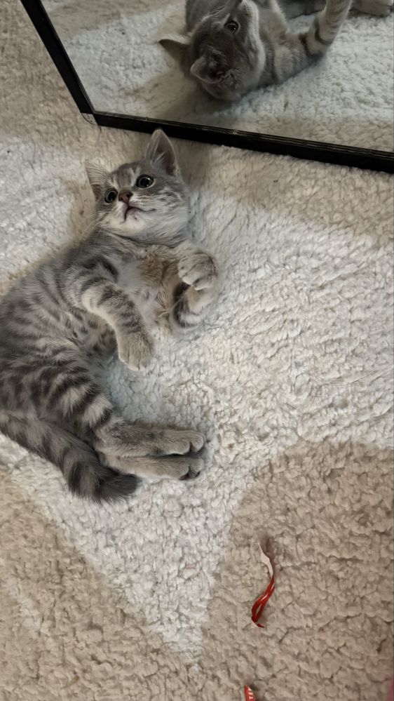 Котенок (котик) в добрые руки