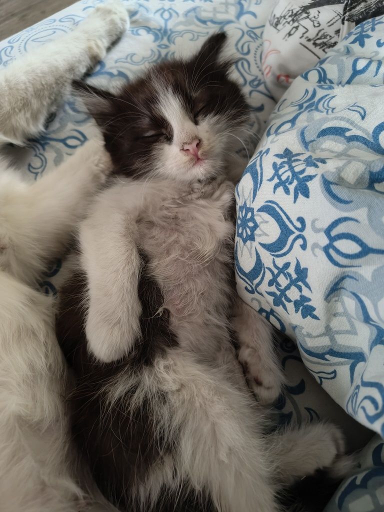 Отдам котенка в хорошие руки