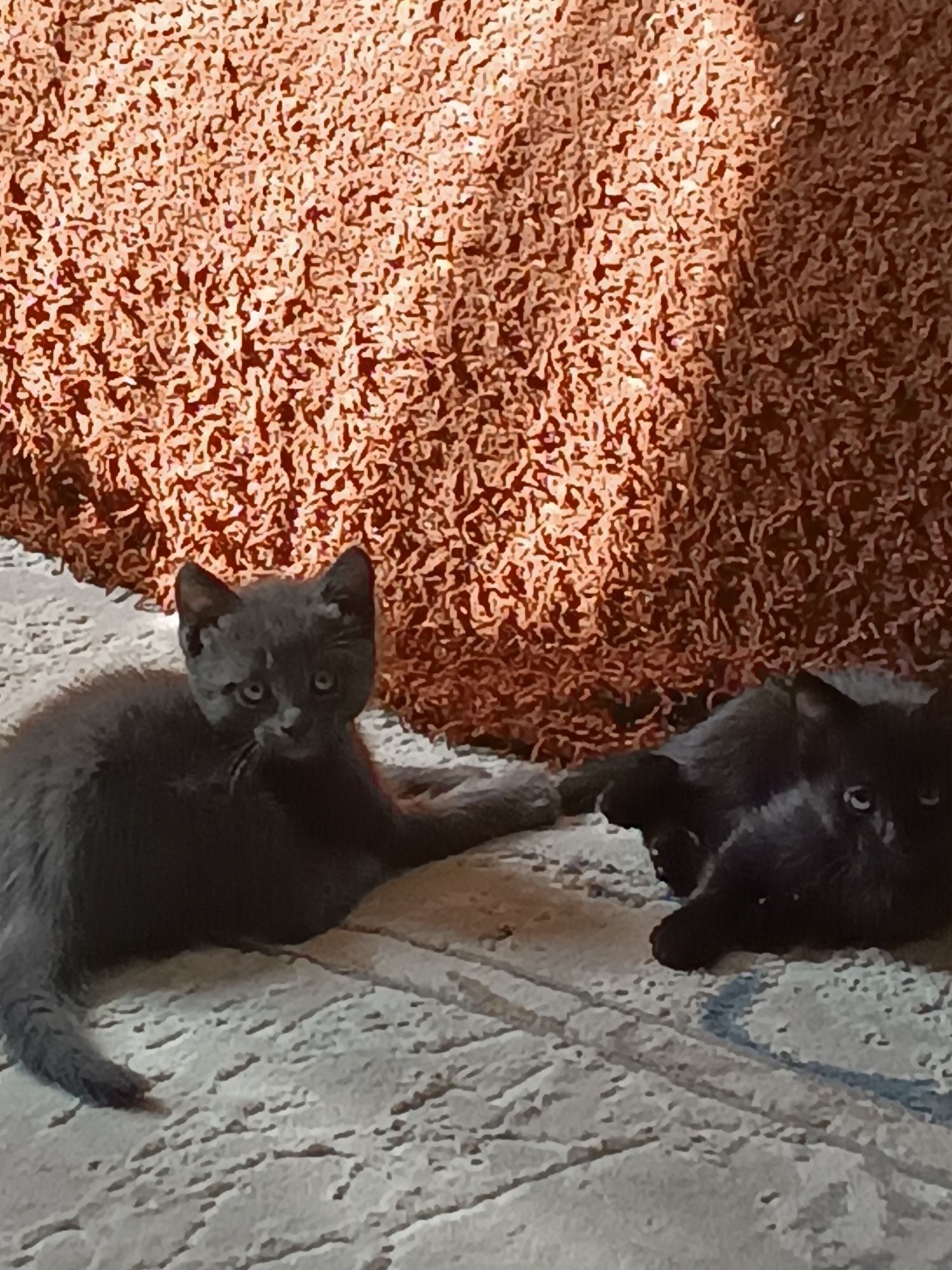 Отдам котят в хорошие руки