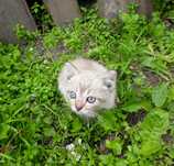 Сиамский котенок