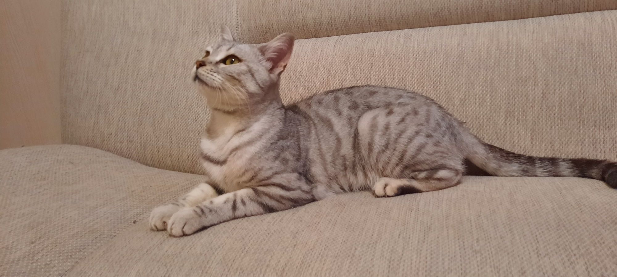 Кошка породистая скоттиш страйт в добрые руки