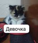 Отдам котят милых