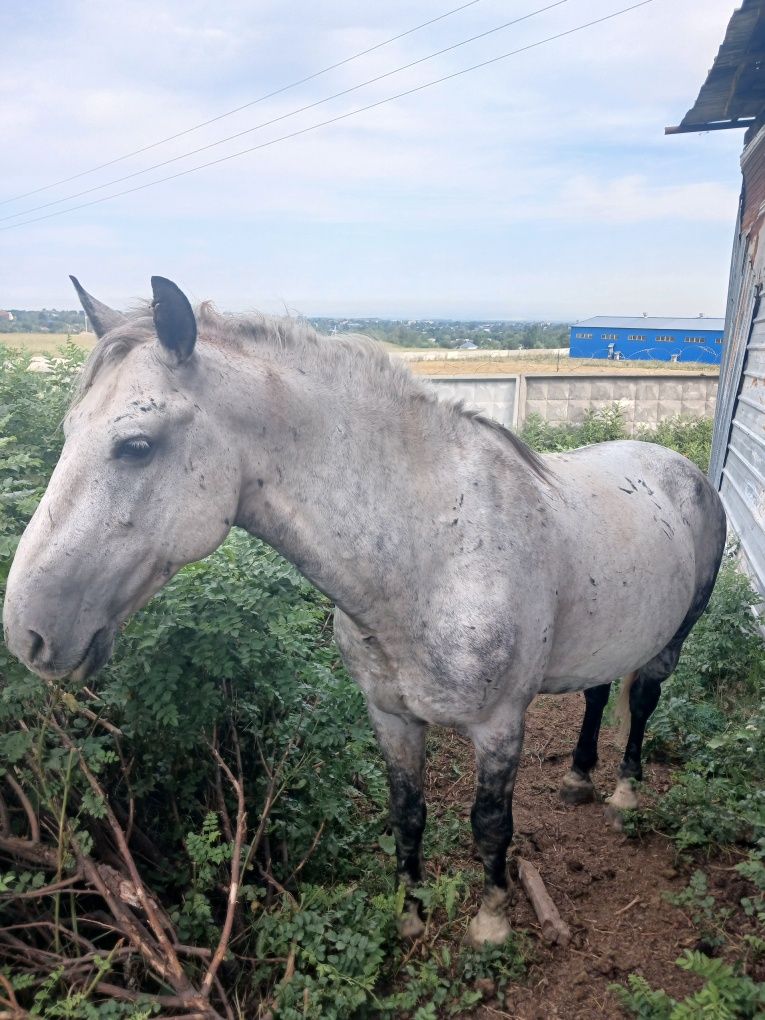 Продам жеребец орловский