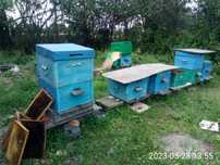 Продам пчелосемьи додановские 12 рамочные, ЦЕНА ДОГОВОРНАЯ.