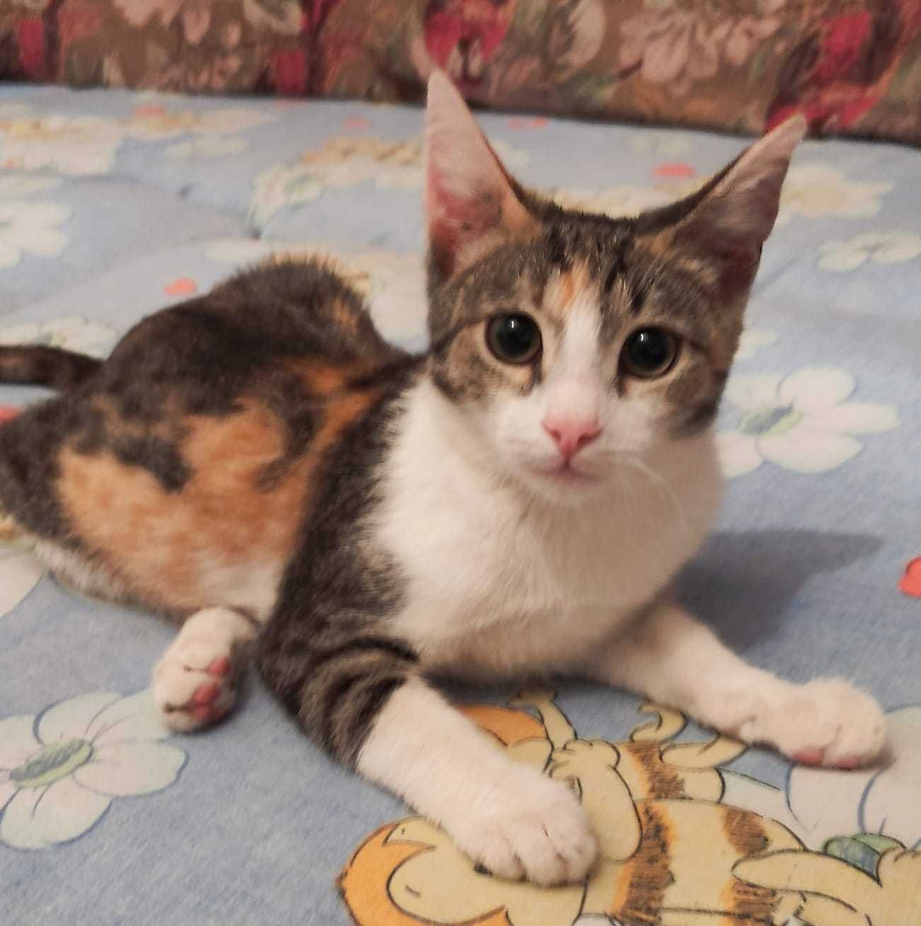 Милые котята в добрые ручки.