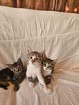 Котята мышеловы в заботливые руки