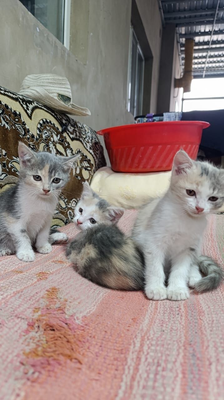 Отдам котят в добрые руки
