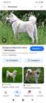 Отдам бесплатно лайку девочка 3 года
