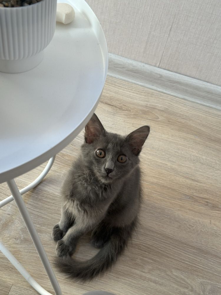 отдам котенка в добрые руки