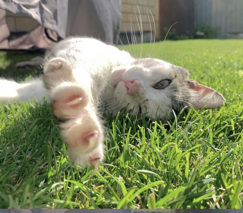 Котик Гриша ищет семью