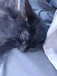 Котенок, милая девочка!
