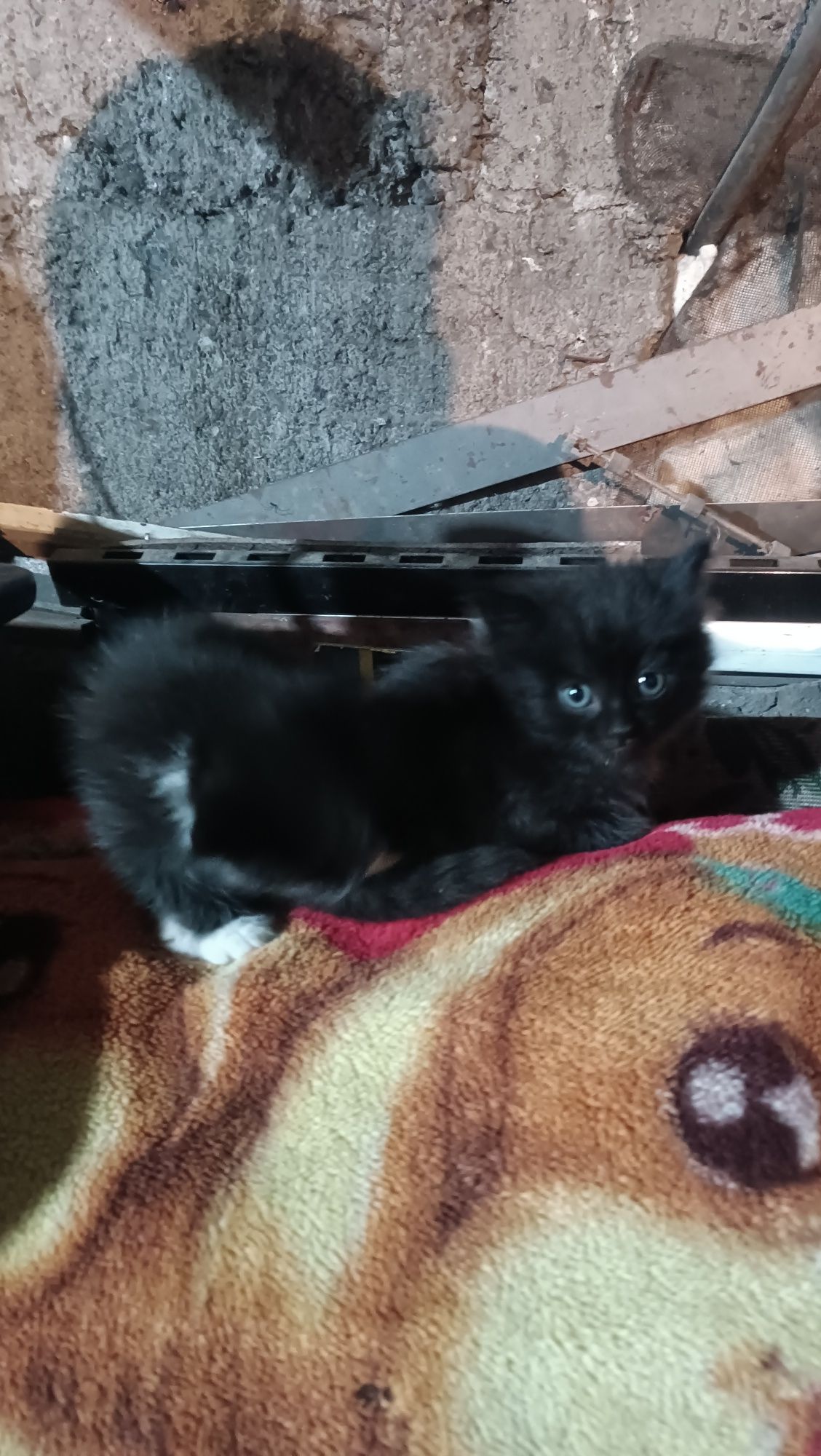 Отдам котят в добрые руки 2 шт