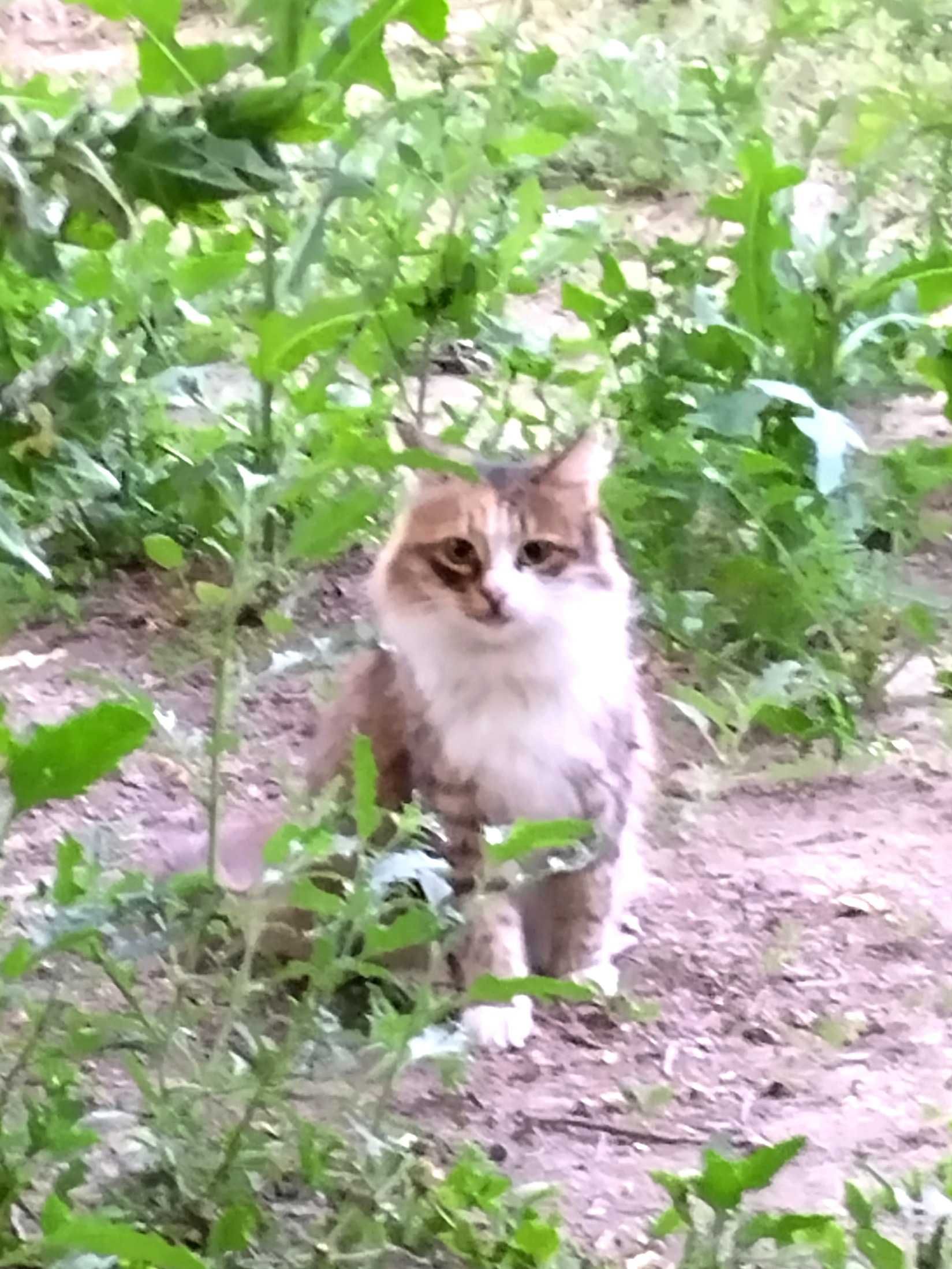 Коты и кошечки ищут новый дом.