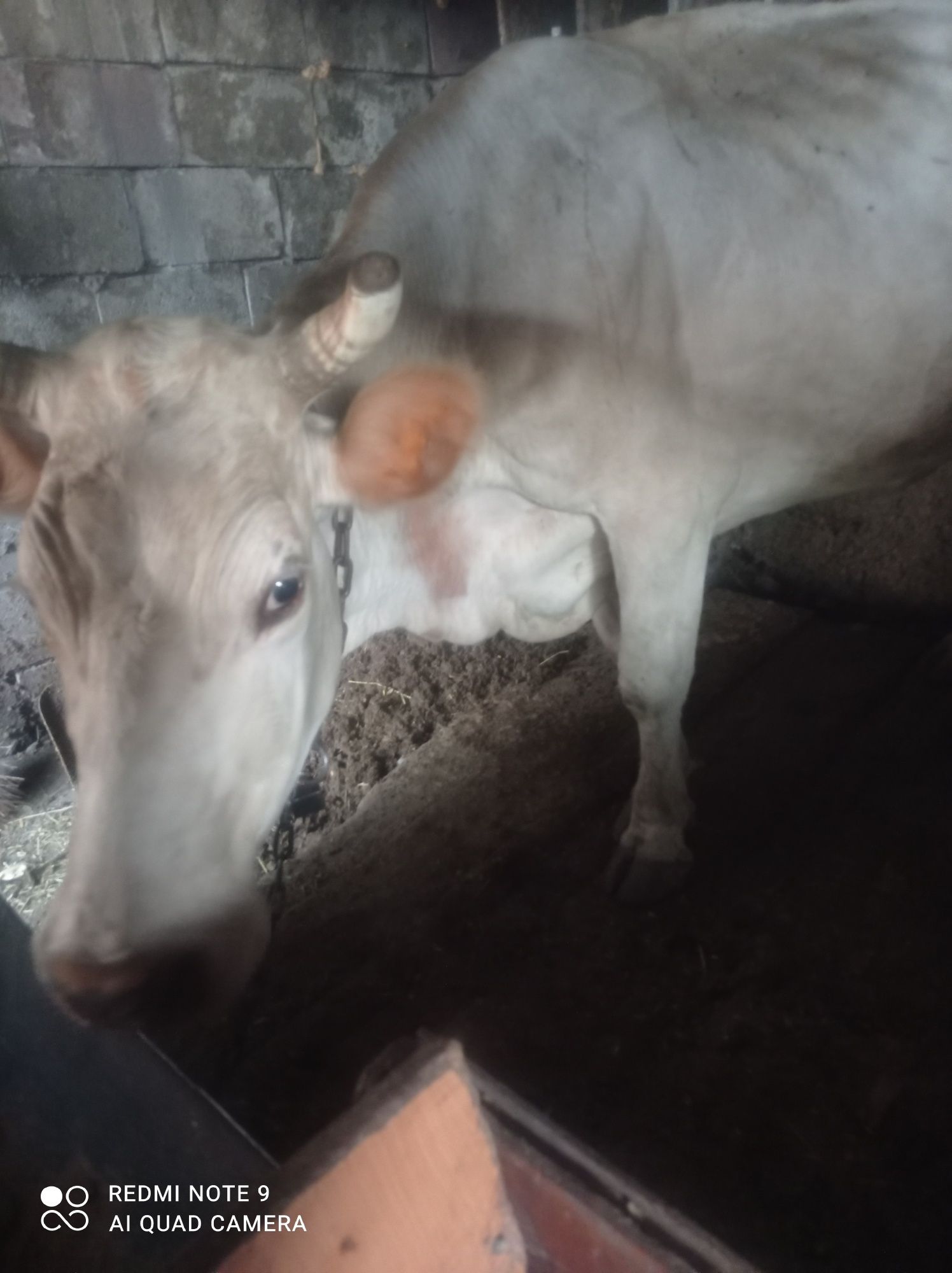 Продам корову и телят