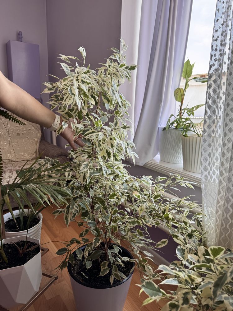 Комнатные цветы