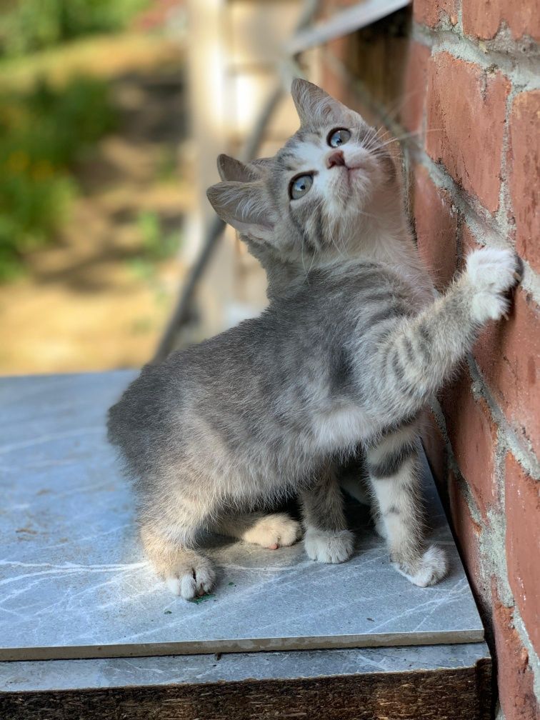 Котята с гарантией
