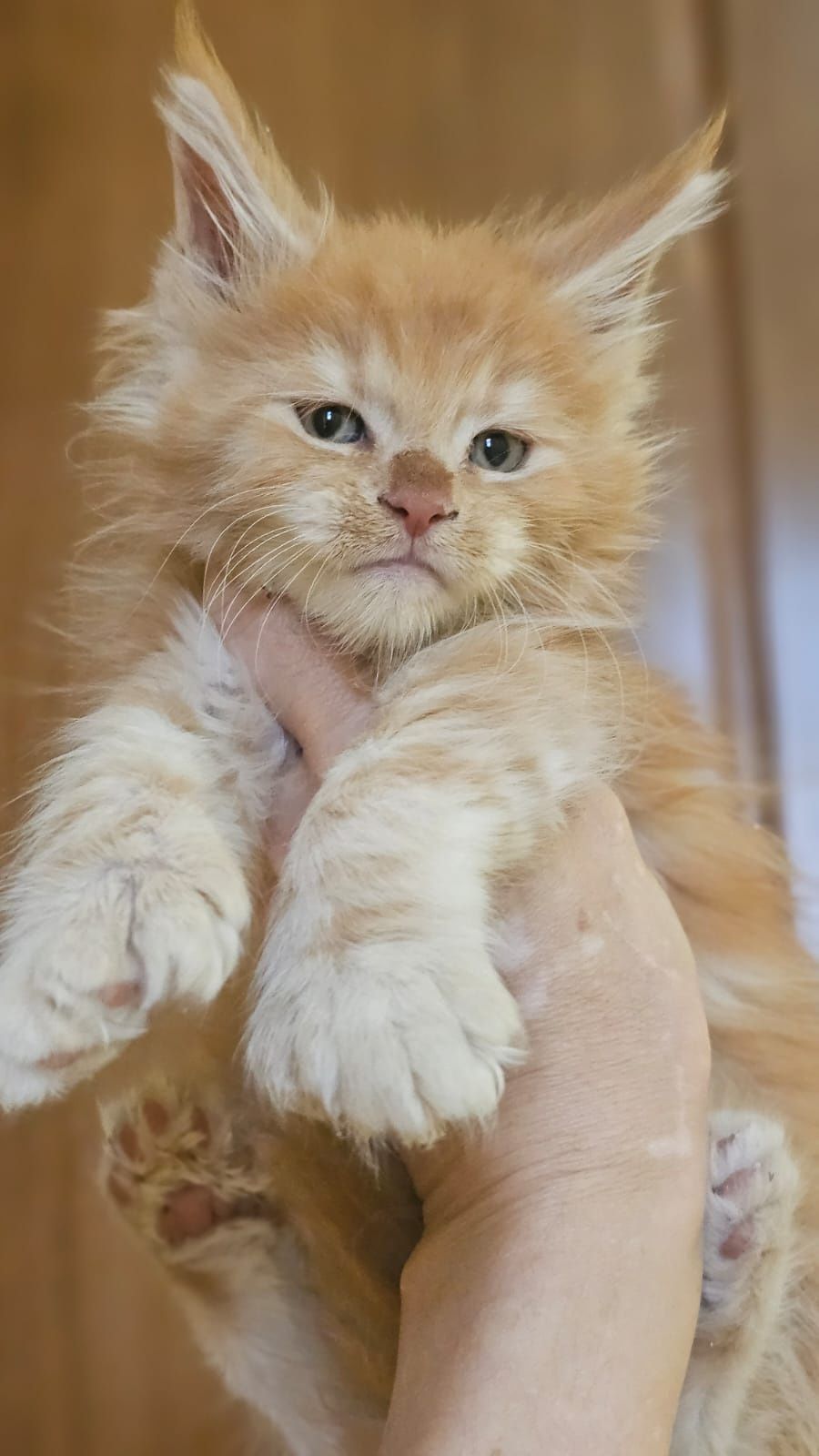 Крупные породные котята Мейн-кун в Рассрочку!