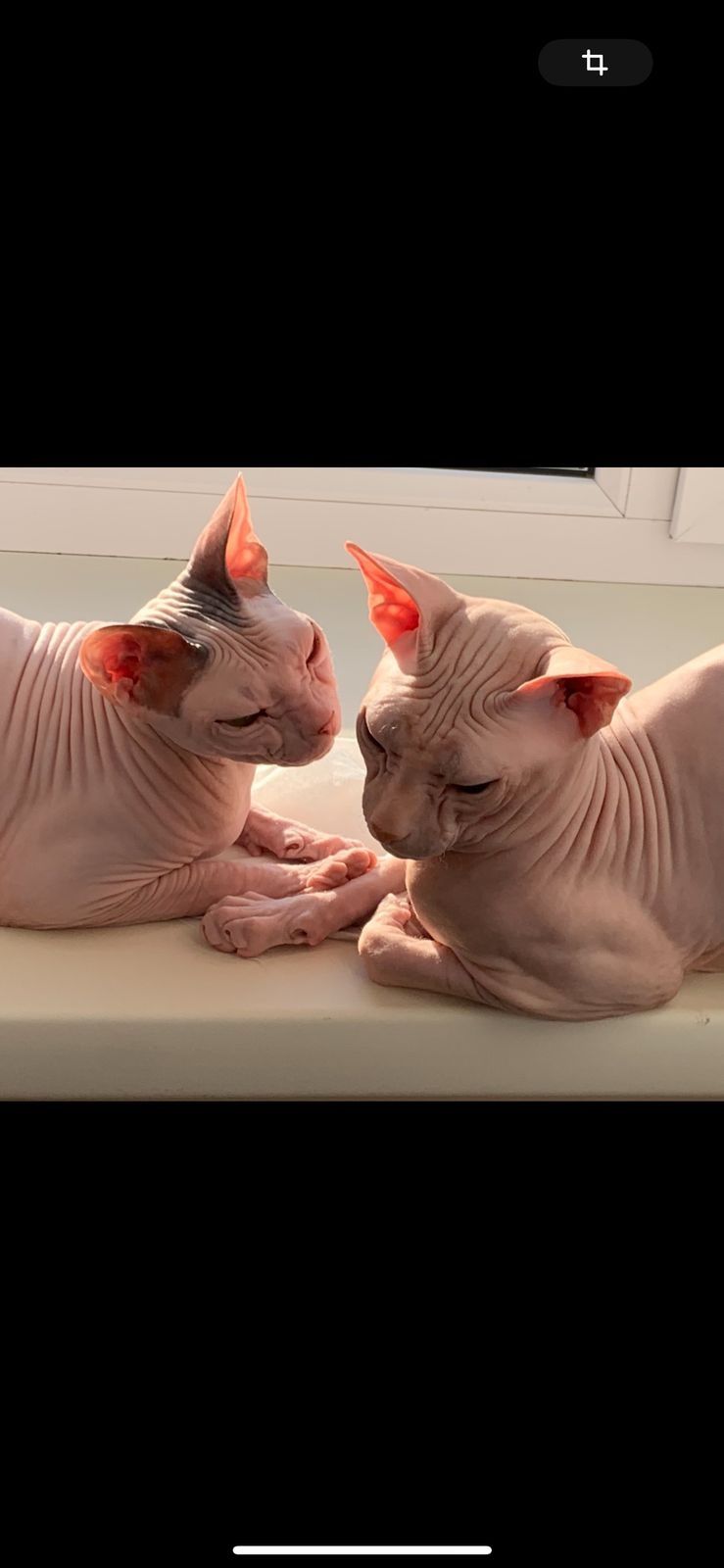 Шикарный котик для вязки