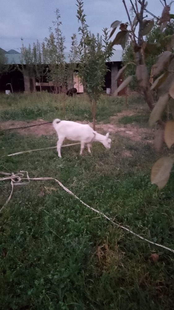 Ешкі + 2 Лағымен