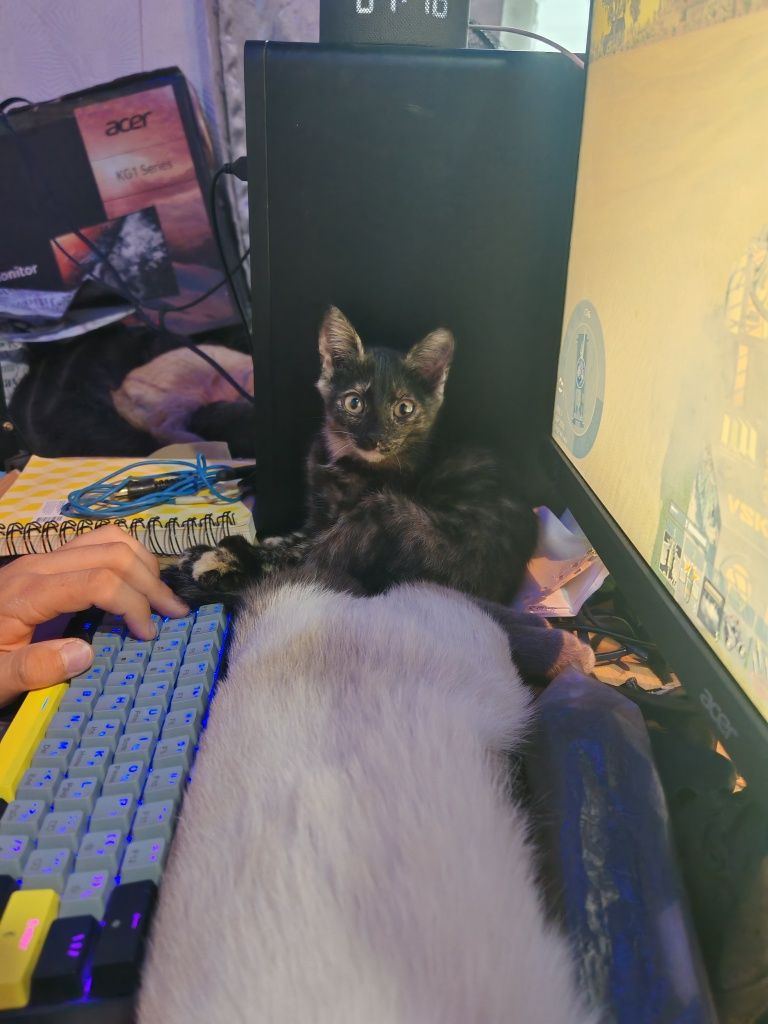 Отдам котят! В очень добрые ручки!!!