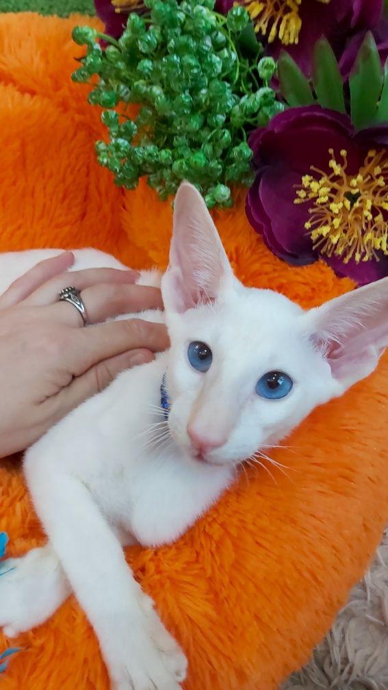 ЭКСКЛЮЗИВНЫЕ окрасы Ориентальных Котят !