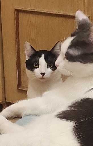 Пропал домашний кот