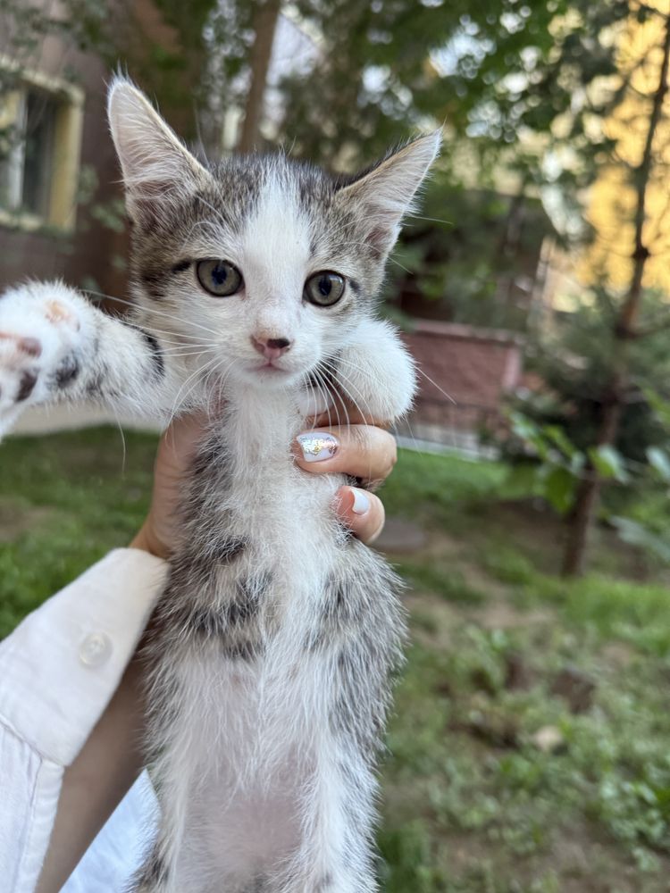 Котенок 2 месяца