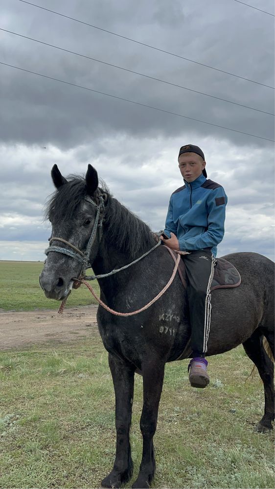 5 жасар Ат сатылады
