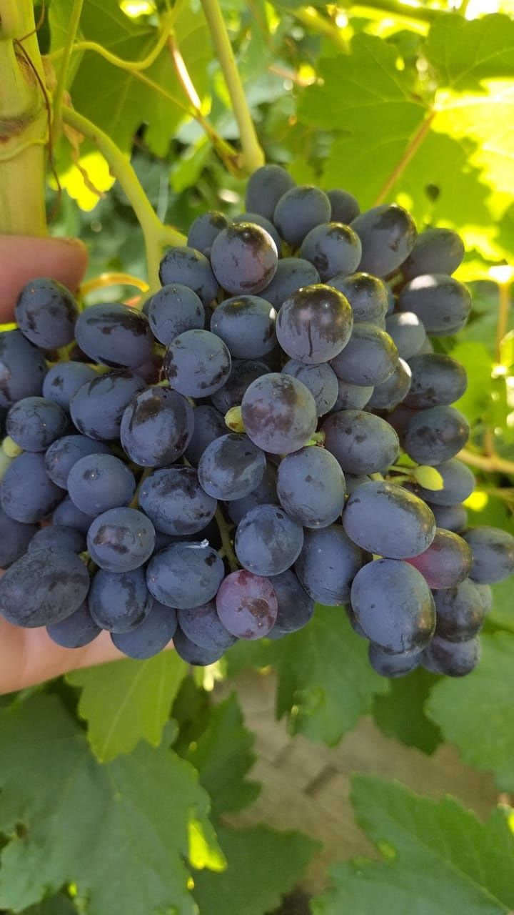 Продам дачу зима лето