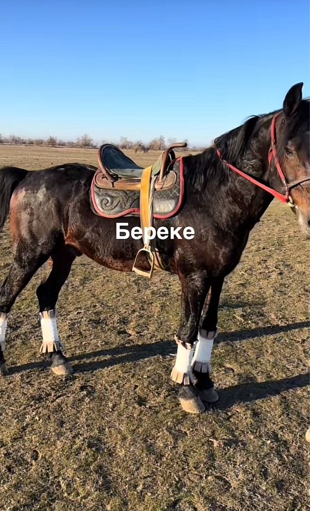 Продам жеребца ,айғыр Береке