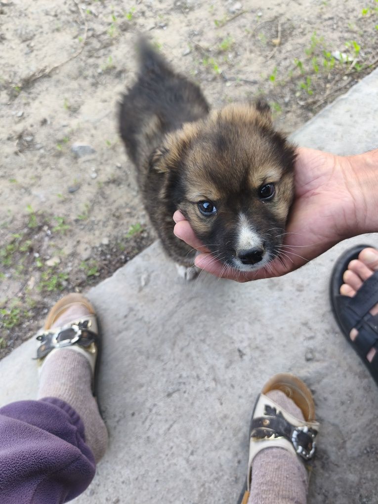 *Щенки в добрые руки *