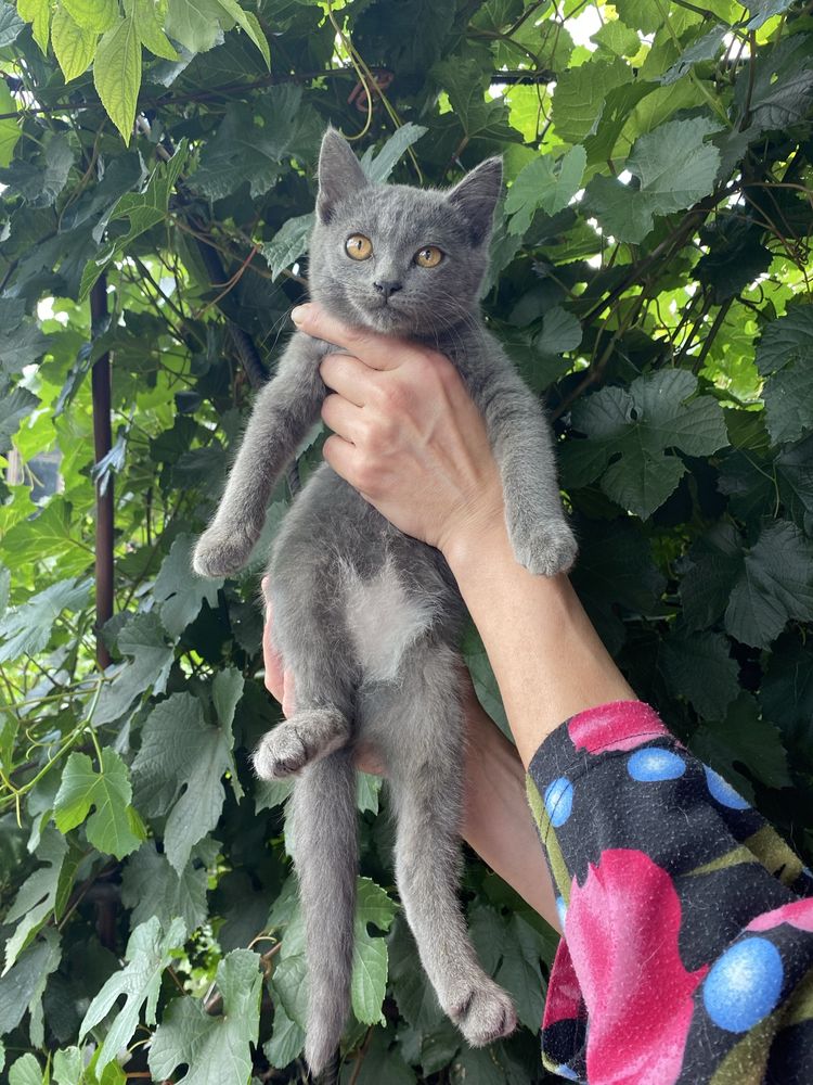 котята бесплатно