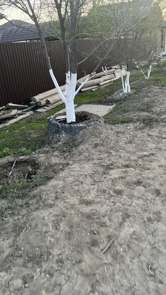 Отдам даром дрова самовывоз