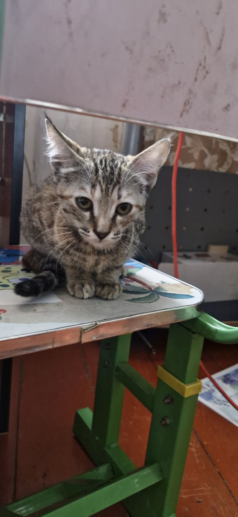 Отдам кошечку  ласковая