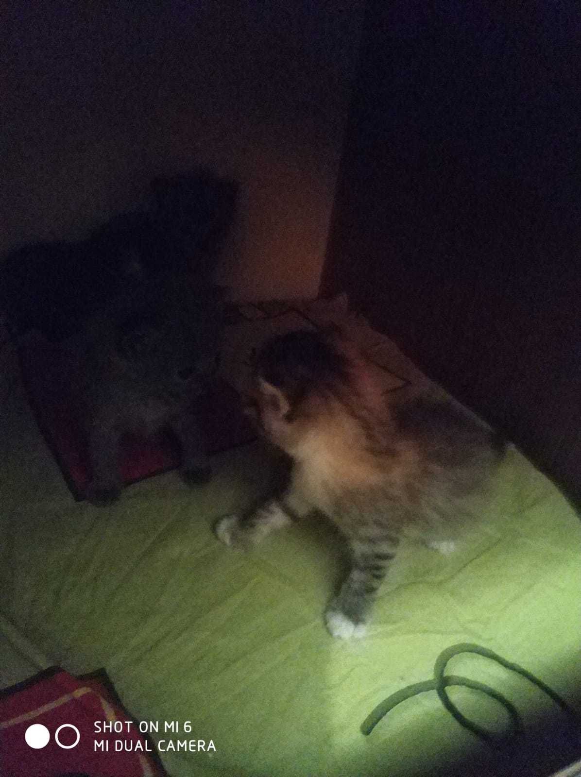 Отдам котят в хорошие руки