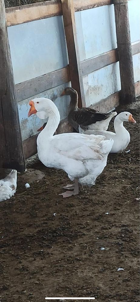 Продам гусей и гусят