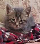 Бесплатно Котенок 2/3 месяца