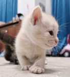 Отдам бесплатно котят срочно