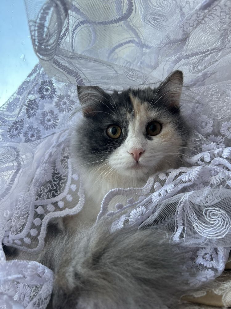 Отдам кошку в добрые руки