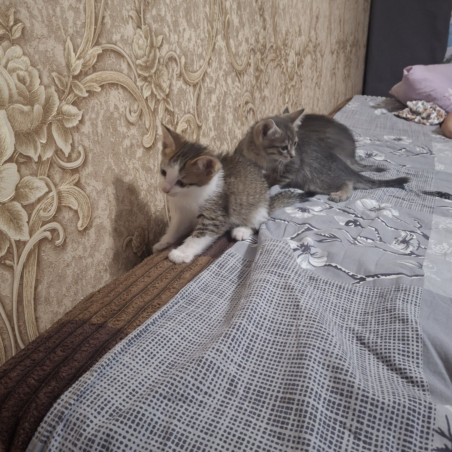 Котята в добрые руки.