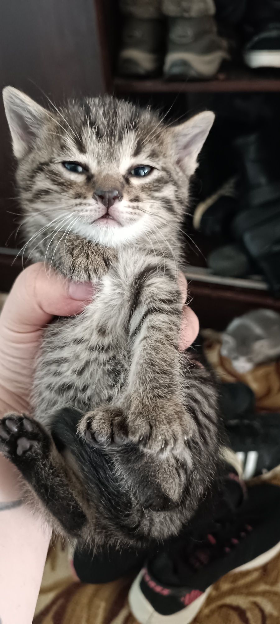Котята очень красивые